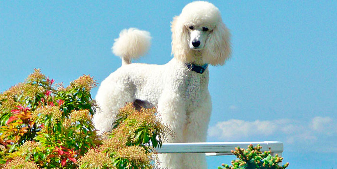 Poodles gigantes fazem sucesso em desfile