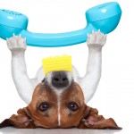 Um plano de emergência para salvar seu pet