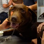 Universidade testa solução para combater catarata em cães
