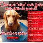 Adoção: um ato de amor e responsabilidade com os animais 