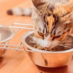 Alimentação de gatos exige cuidado