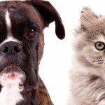 Cães e gatos dividem a preferência no mundo todo