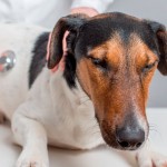 Doença renal põe em risco vida de cães e gatos acima dos sete anos
