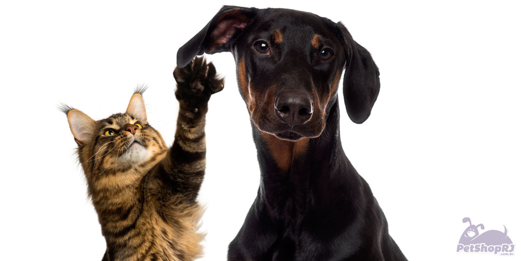 Estudo revela diferenças na personalidade de donos de cães e gatos