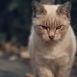 Gatos ameaçam domínio de cães nos lares brasileiros