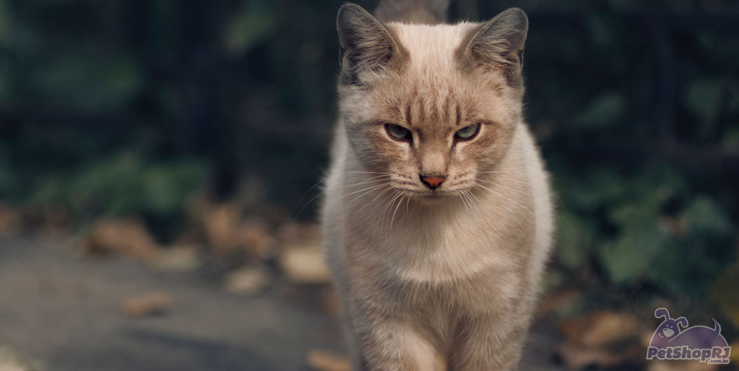 Gatos ameaçam domínio de cães nos lares brasileiros