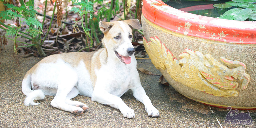 Serviço ajuda a encontrar cachorros desaparecidos em todo o país