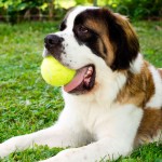 São Bernardo, um cão bom de guarda e de companhia
