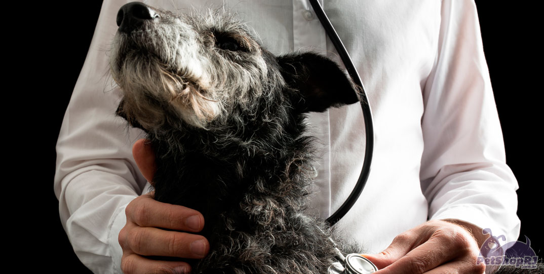 Concurso para professor adjunto na veterinária da UFMG
