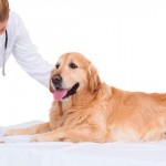 Concursos públicos oferecem vagas para médicos veterinários