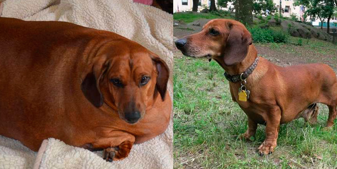 Hora de combater a obesidade canina