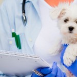 Informação na ponta dos dedos dos médicos veterinários