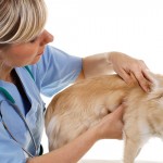 Normas para funcionamento de estabelecimentos veterinários