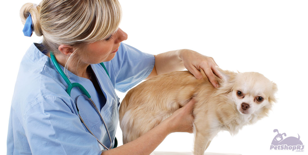 Normas para funcionamento de estabelecimentos veterinários