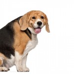 Obesidade em cães e gatos compromete saúde do pet