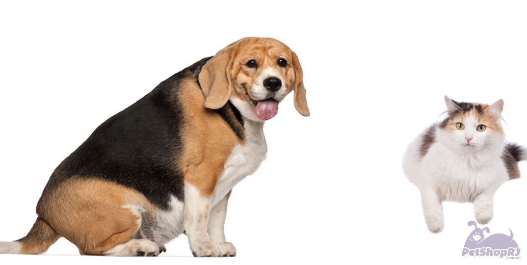 Obesidade em cães e gatos compromete saúde do pet