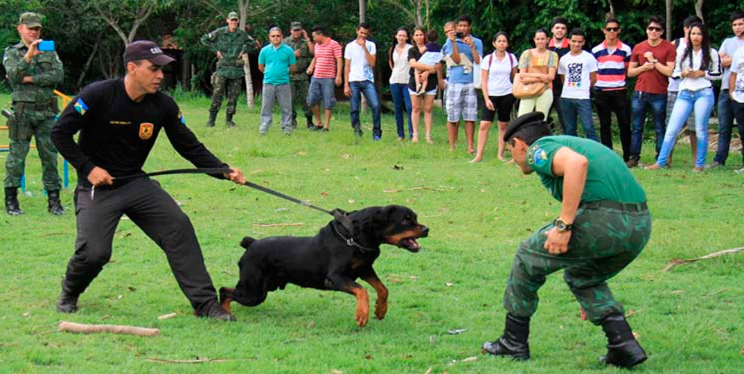 PM do Rio promove competição de cães farejadores