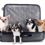 Prepare-se para uma viagem internacional com seu pet