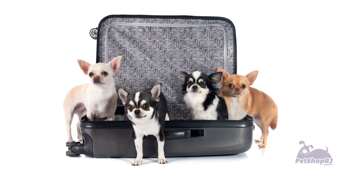 Prepare-se para uma viagem internacional com seu pet