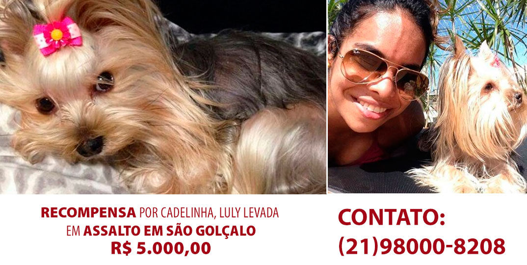 Recompensa de R$ 5 mil por Yorkshire Terrier sequestrada