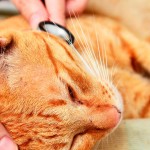 Veja como se prevenir de série doença contagiosa em gatos