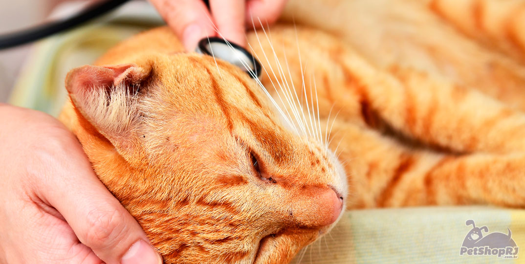 Veja como se prevenir de série doença contagiosa em gatos