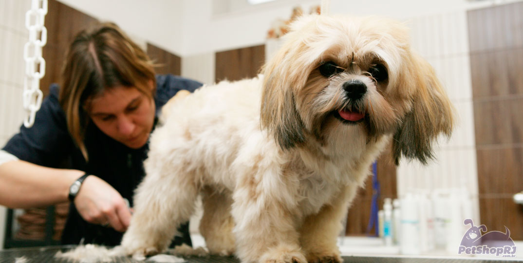 Banho a seco para pet: solução para economizar água