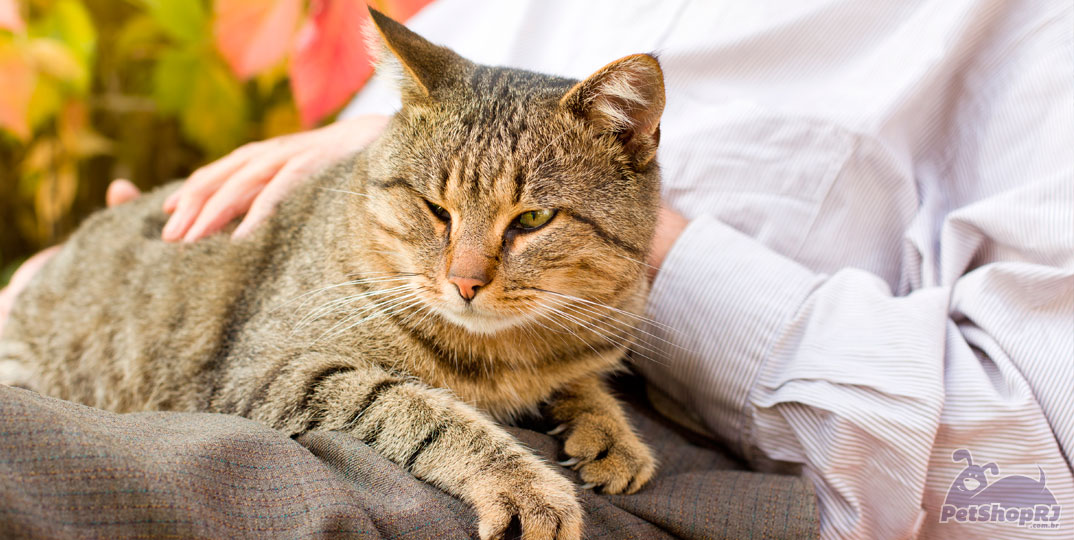 Dicas para uma boa convivência com os gatos