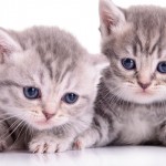 Gatos ganham mais espaço na preferência dos brasileiros