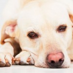 Na luta contra o câncer em cães e gatos