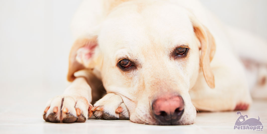 Na luta contra o câncer em cães e gatos