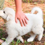 Sinais de alerta para a saúde do seu pet