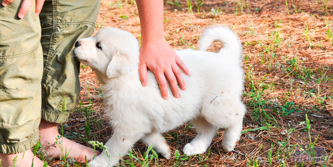 Sinais de alerta para a saúde do seu pet