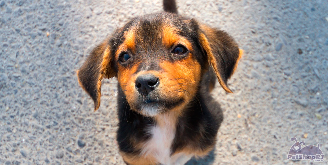 Violência contra animais em alta no Rio de Janeiro