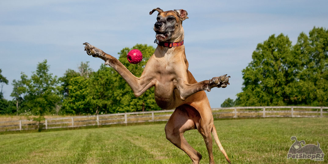 Brincadeiras para fazer com o seu pet