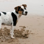 Cuidados com animais de estimação nas praias