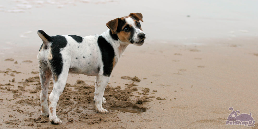 Cuidados com animais de estimação nas praias