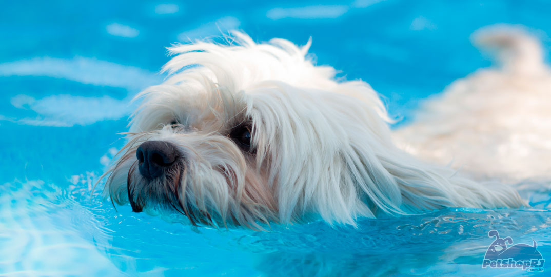 Dicas para amenizar o calor nos animais de estimação