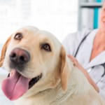 Fórum vai debater caminhos da medicina veterinária