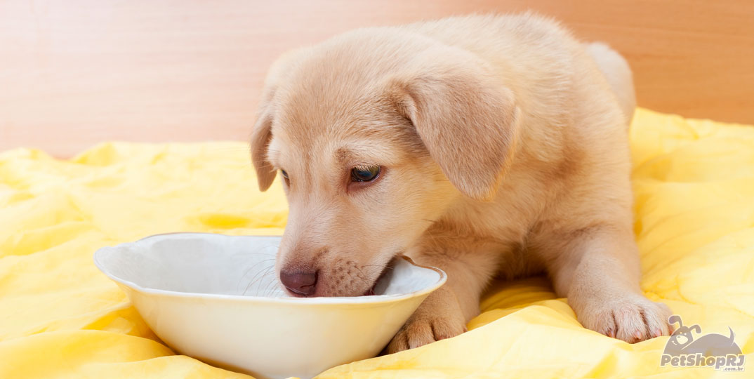 Intoxicação alimentar coloca em risco saúde do pet