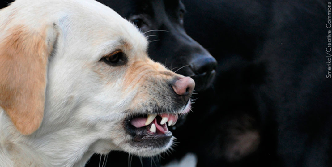 Os cães não mordem sem motivo