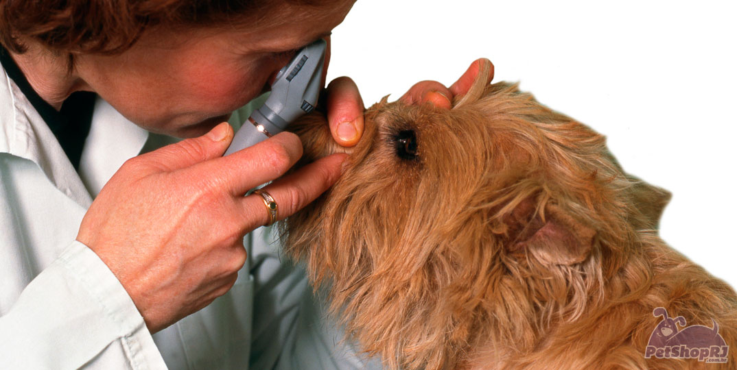 Projeto trata cães com catarata