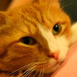 Toxoplasmose: grávidas não precisam se desfazer de seus gatos