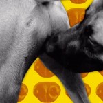 Ciência explica por que os cães se cheiram na região anal