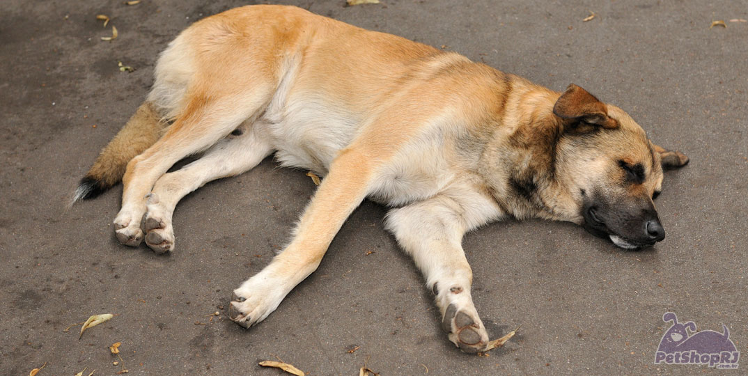 Como ser solidário com cães e gatos abandonados