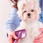 Dicas para reduzir a queda de pelos dos cães