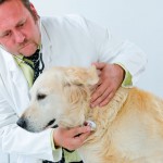 Medicina Veterinária busca fortalecer participação na sociedade