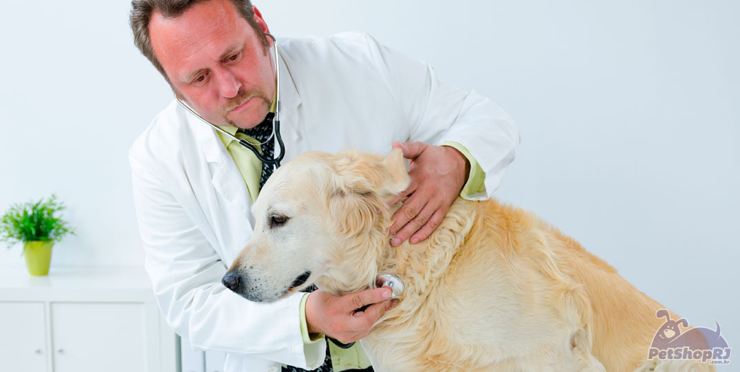 Medicina Veterinária busca fortalecer participação na sociedade