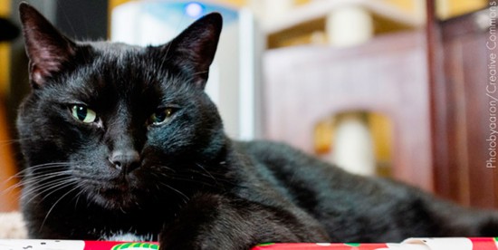 Mitos e maus-tratos: gato preto não dá azar