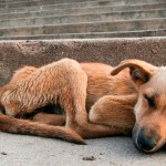 Prefeitura de Vitória aumenta multa para abandono de animais